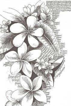 Drawings Of Plumeria Flower 192 Best Plumeria Images In 2019 Beautiful Flowers Hawaiian