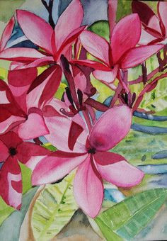 Drawings Of Plumeria Flower 218 Best Plumeria Images Plumeria Flowers Drawings Gardens