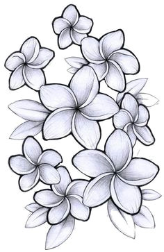 Drawings Of Plumeria Flower 70 Best Flowers Images In 2019 Ink Flower Designs New Tattoos