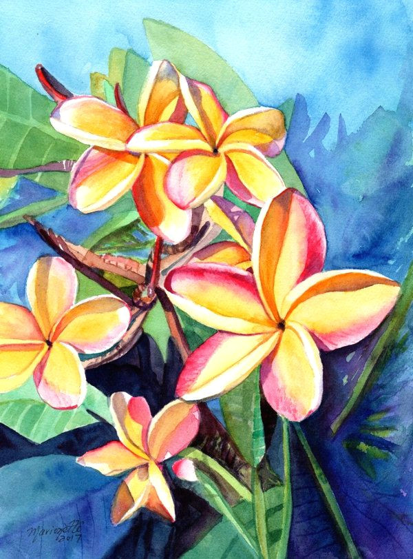 Drawings Of Plumeria Flower Plumeria Watercolor Tropical Flowers Frangipani Art Kauai Fine