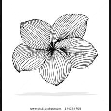 Drawings Of Plumeria Flowers 196 Best Plumeria Images In 2019 Beautiful Flowers Hawaiian