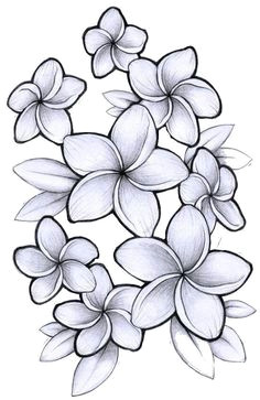Drawings Of Plumeria Flowers 70 Best Flowers Images In 2019 Ink Flower Designs New Tattoos