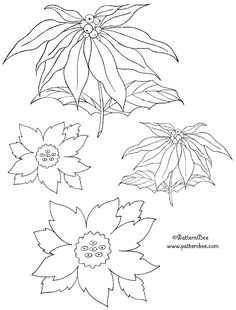 Drawings Of Poinsettia Flower 73 Best Christmas Flowers Foliage Images Christmas Greetings