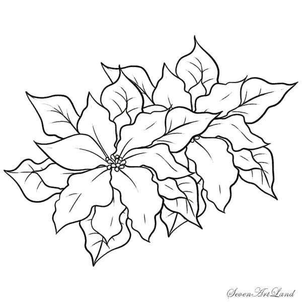 Drawings Of Poinsettia Flower Poinsettia Coloring Page Awesome Poinsettia Coloring Page Elegant 9