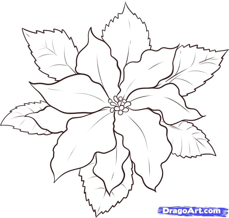 Drawings Of Poinsettia Flower Poinsettia Coloring Page Awesome Poinsettia Coloring Page Elegant 9