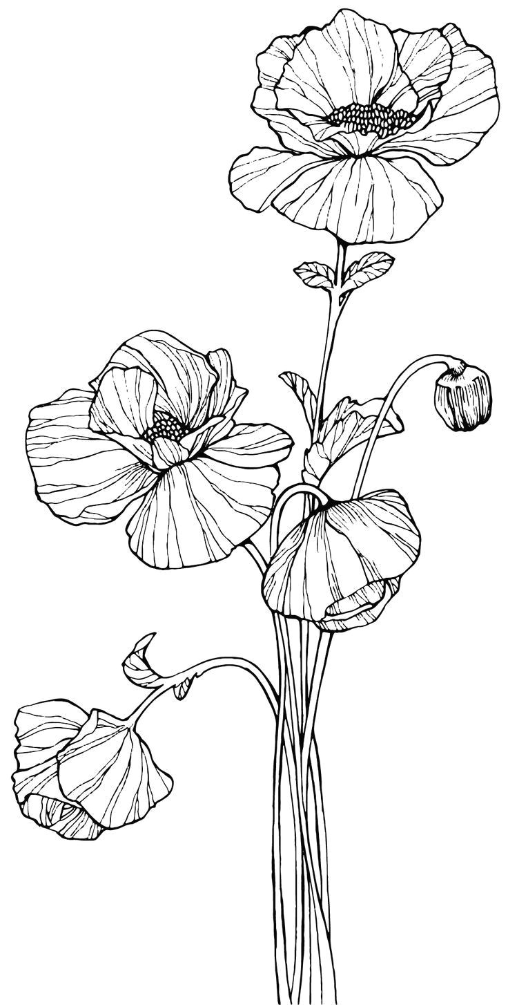 Drawings Of Poppy Flowers Image Result for How to Draw Line Art Poppies Coloring Line Art
