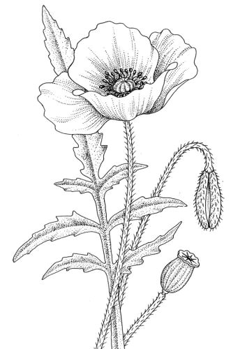 Drawings Of Poppy Flowers Single Poppy Shape Art Coloring Pages Drawings Flower Coloring