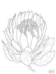 Drawings Of Protea Flowers 108 Best Proteas Images Protea Art Art Flowers Artificial Flowers