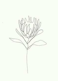 Drawings Of Protea Flowers 405 Best Protea Images In 2019 Protea Art King Protea Protea Flower