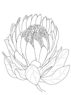 Drawings Of Protea Flowers 42 Best Proteas Images Drawings Flower Art Flowers