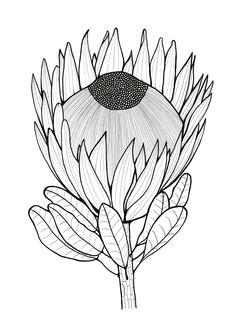 Drawings Of Protea Flowers 49 Best Protea Flowers Images In 2019 Protea Art Stencil Stencil Art