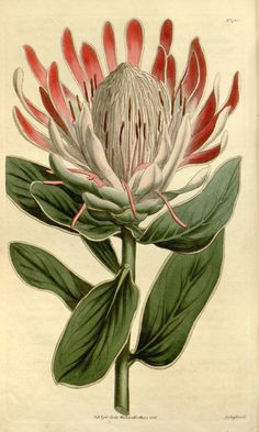 Drawings Of Protea Flowers 57 Best Botanical Protea Images Botanical Drawings Botanical