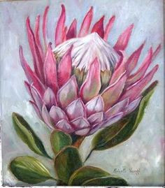 Drawings Of Protea Flowers 591 Best Protea Pincushion Leucadendron Fynbos Images Art