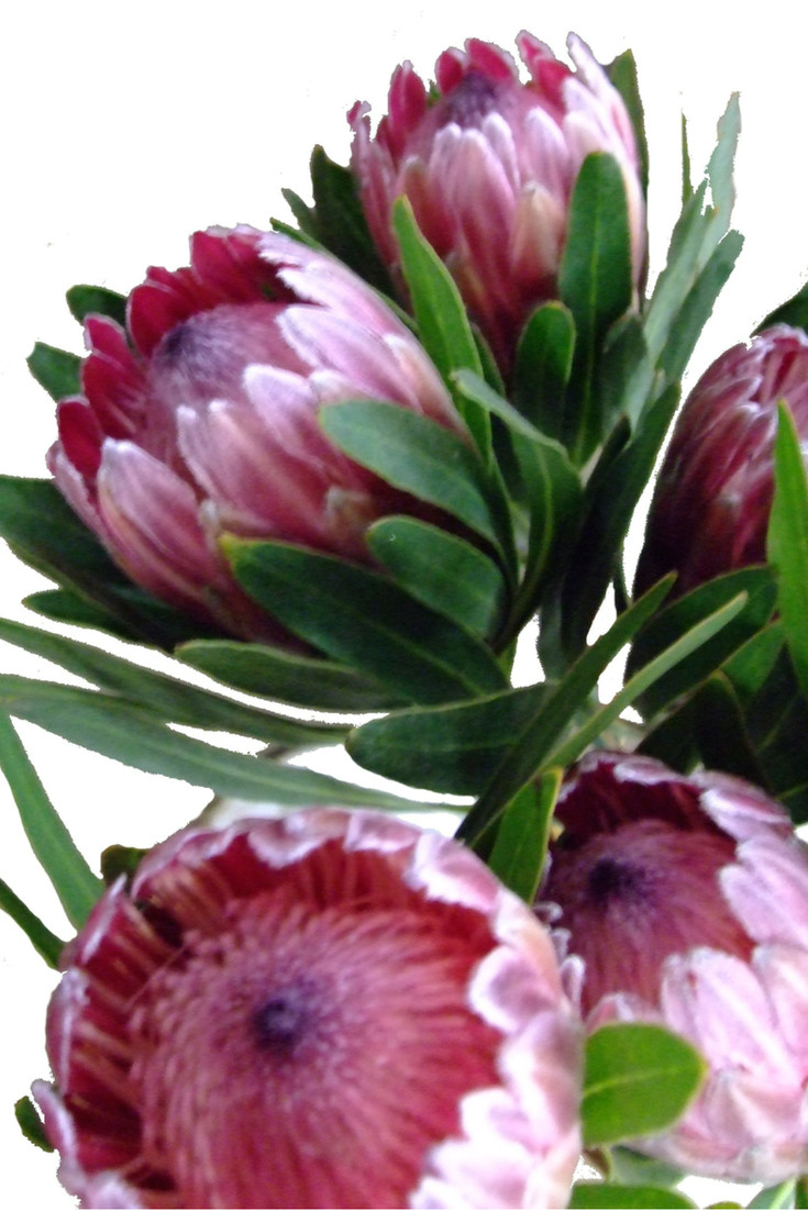 Drawings Of Protea Flowers Proteas Always Draw the Eye Shop these Statement Flowers Protea