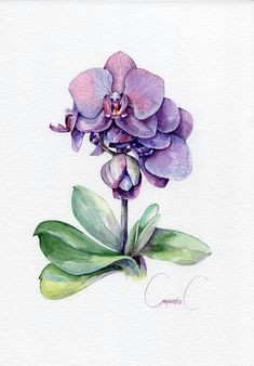 Drawings Of Purple Flower 22 Best orchid Drawing Images Paint Cherry Tree Sketches