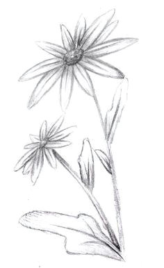 Drawings Of Rare Flowers 1412 Nejlepa A Ch Obrazka Z Nasta Nky Flower Drawings Drawings