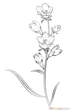 Drawings Of Rare Flowers 1412 Nejlepa A Ch Obrazka Z Nasta Nky Flower Drawings Drawings