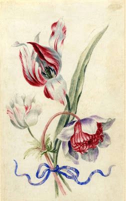Drawings Of Rare Flowers Alexander Marshall S Botanical Illustrations Pinterest Botanical