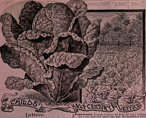 Drawings Of Rare Flowers File Childs Rare Flowers Vegetables and Fruits 1904