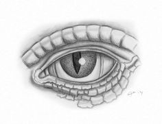 Drawings Of Reptile Eyes 65 Best Eyes C Images Beautiful Eyes Gorgeous Eyes Animal Pictures