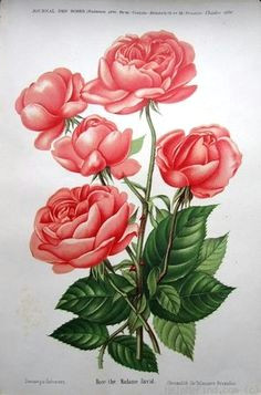 Drawings Of Rose Thorns Red Rose with Thorns Longstemrosestattoo Long Stem Roses Rose