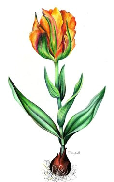 Drawings Of Roses and Tulips 89 Best Tulips are My Favorite Flower Images Beautiful Flowers