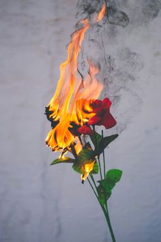 Drawings Of Roses On Fire 40 Best Burning Flowers Images Backgrounds Background Images