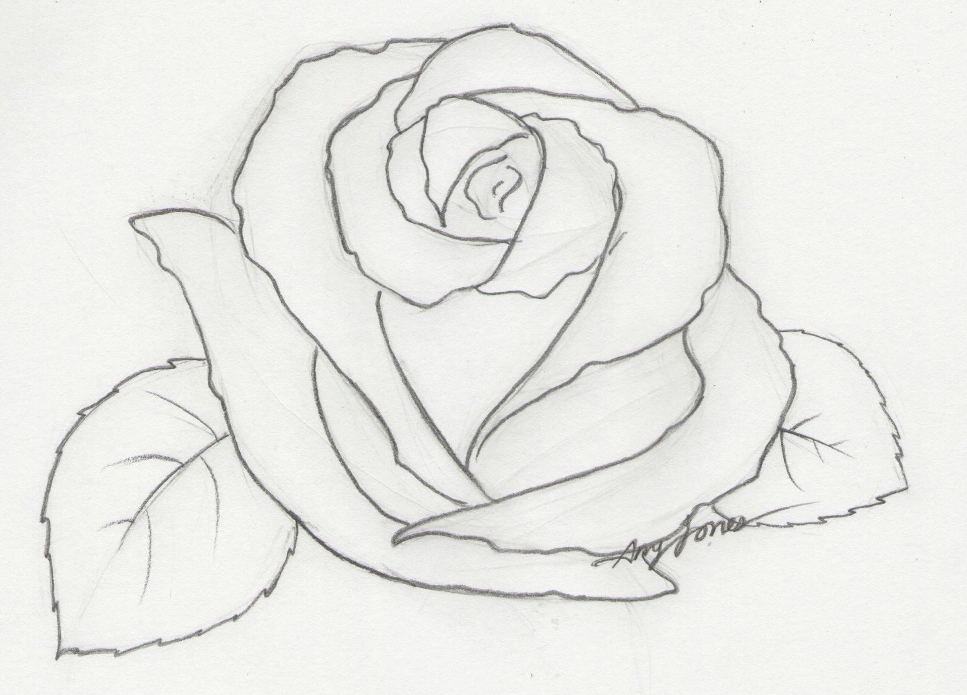 Drawings Of Roses Tumblr Hoontoidly Roses Drawings Images