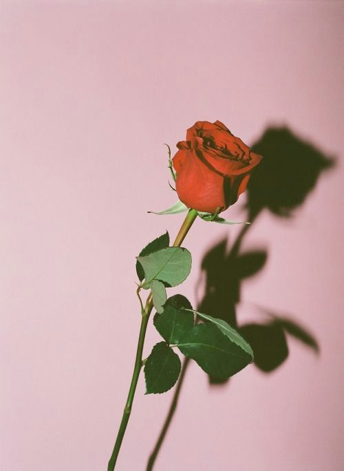 Drawings Of Roses Tumblr Rose by Eric Chakeen Buy Exclusively On Tappan Collective Art