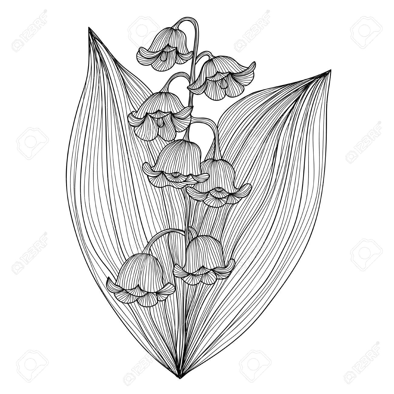 Drawings Of Roses with Banners Elegante Dekorative Lilie Od Das Tal Blumen Design Element Floral