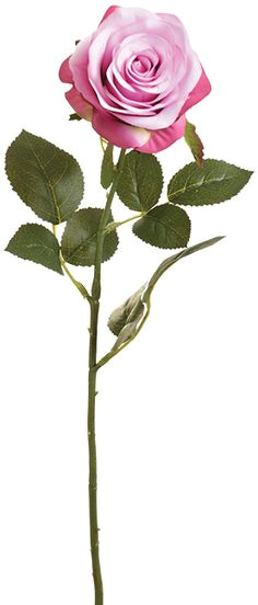 Drawings Of Roses with Stems 34 Best Rose Stems Images Drift Wood Rose Stem Stems