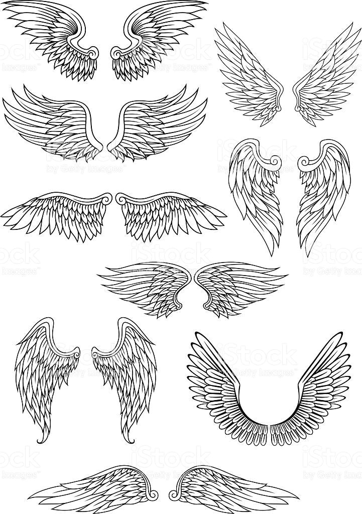 Drawings Of Roses with Wings Heraldic Bird or Angel Wings Set isolated On White for Religious