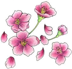 Drawings Of Sakura Flowers 36 Best Cherry Blossom Drawing Tattoo Idea Images Cool Tattoos