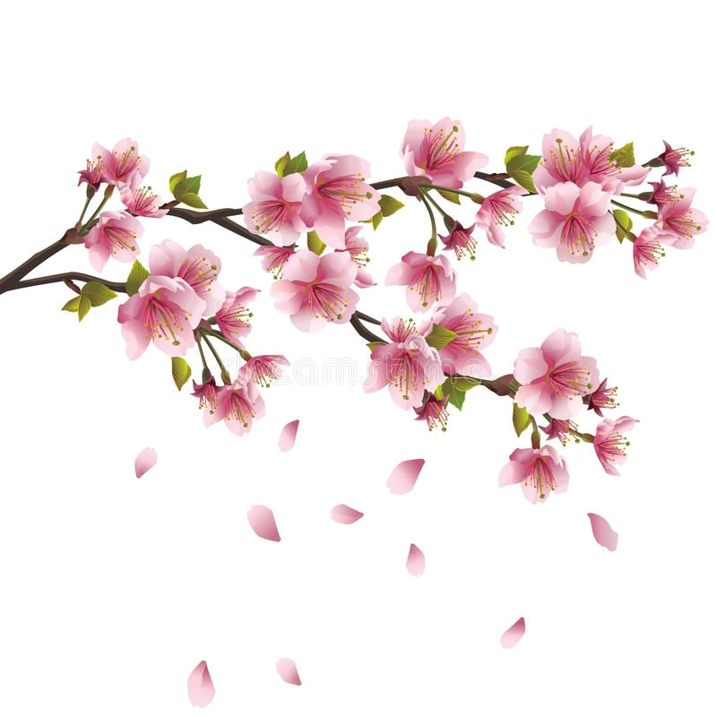 Drawings Of Sakura Flowers Download Sakura Blossom Japanese Cherry Tree Stock Vector Image