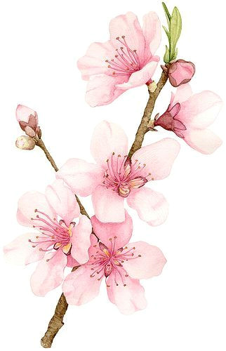 Drawings Of Sakura Flowers Peach Blossom Cherry Blossoms Watercolor Watercolor Flowers