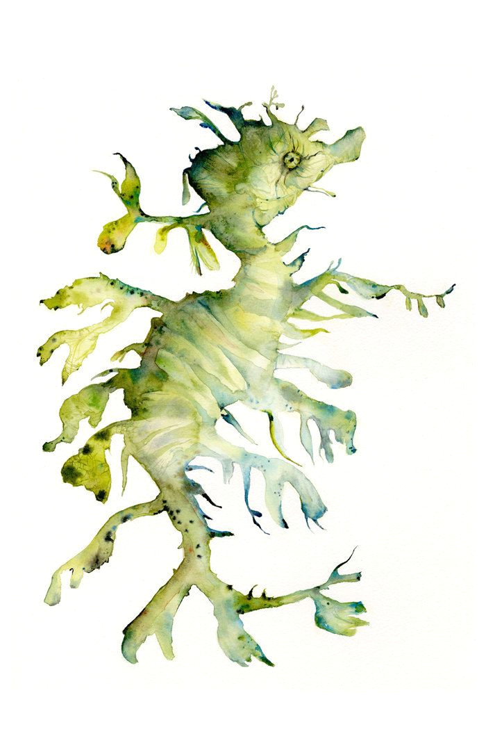 Drawings Of Sea Dragons Leafy Sea Dragon Archival Print Of Watercolor Painting Sea