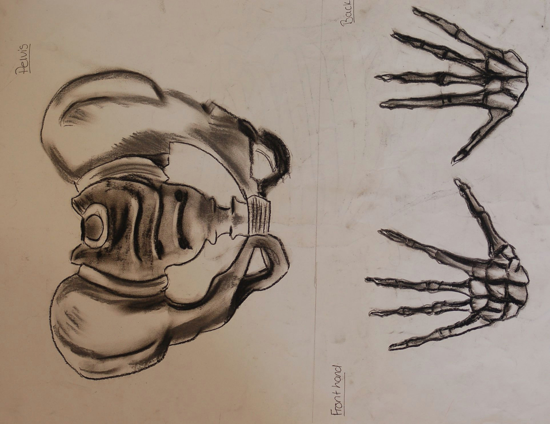 Drawings Of Skeleton Hands Observational Study From Skeleton Front Pelvis aswell as Palm and