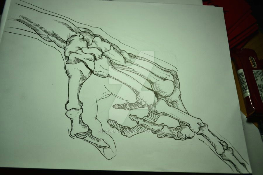 Drawings Of Skeleton Hands Skeleton Hands 2 1 by Krazykavumaster On Deviantart Drawing