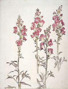 Drawings Of Snapdragons 42 Best Botanical Drawings Images Botanical Drawings Botanical