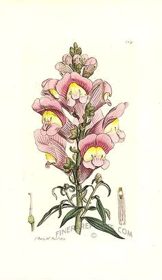 Drawings Of Snapdragons 43 Best Snapdragon Tattoo Images Tattoo Inspiration Awesome
