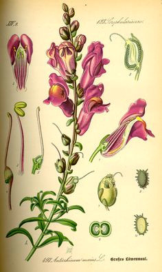 Drawings Of Snapdragons 56 Best Snapdragon Images Botany Antique Pictures Antirrhinum