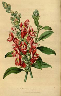 Drawings Of Snapdragons 56 Best Snapdragon Images Botany Antique Pictures Antirrhinum