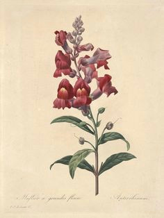 Drawings Of Snapdragons 56 Best Snapdragon Images Botany Antique Pictures Antirrhinum