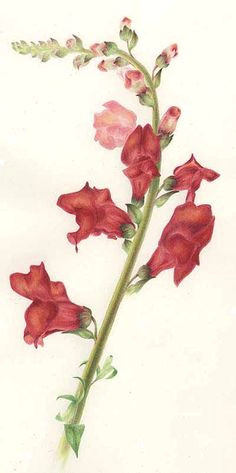 Drawings Of Snapdragons 76 Best Gladiolus Images Gladioli Watercolor Flowers Watercolor