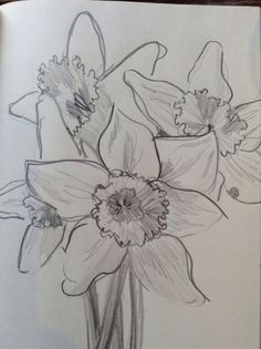 Drawings Of Summer Flowers 61 Best Art Pencil Drawings Of Flowers Images Pencil Drawings