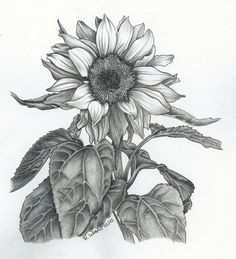 Drawings Of Sunflowers 84 Best Sunflower Drawing Images In 2019 How to Paint Sunflowers