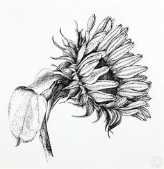 Drawings Of Sunflowers 84 Best Sunflower Drawing Images In 2019 How to Paint Sunflowers