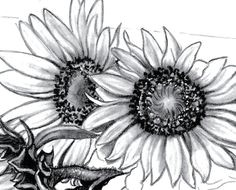 Drawings Of Sunflowers 97 Best Drawing Sunflowers Images Sunflower Drawing Sunflowers