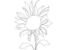 Drawings Of Sunflowers Minimalist Abstract Botanical Pencil Drawing Archival Art Print