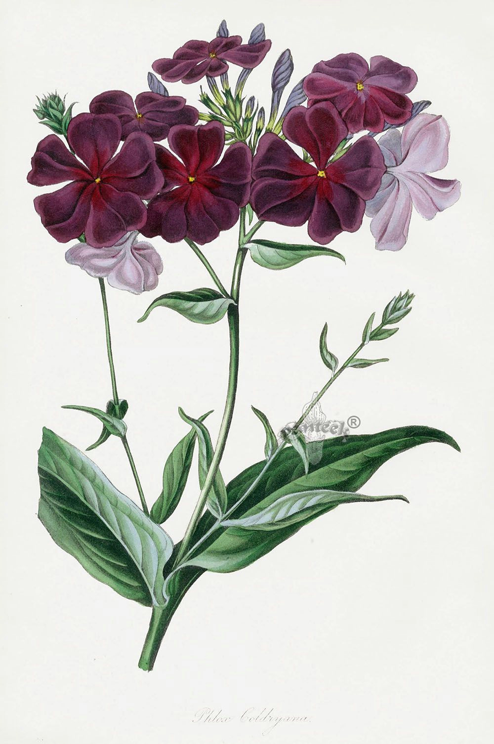 Drawings Of Tall Flowers Phlox Pxt56 Botanical Art Botanical Prints Botany Botanical
